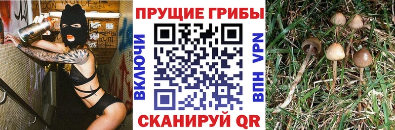 Галлюциногенные грибы MAGIC MUSHROOMS  продажа наркотиков  Сосновый Бор 